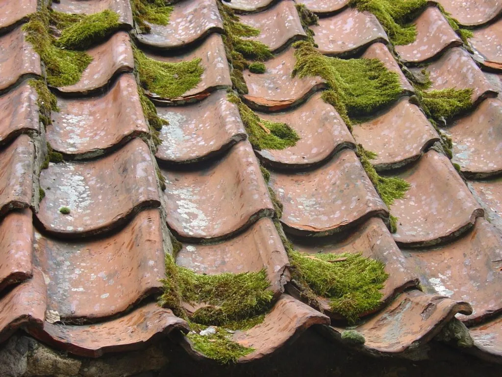 Démoussage